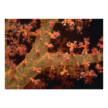 Supporting spicules of a soft coral tree personalized invites
