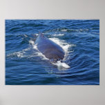 Surfacing Humpback Whale Print
