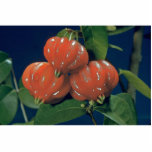 Surinam cherry the edible-fruit (Eugenia uniflora) photo sculptures
