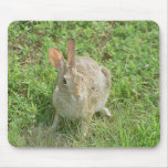 Surprised Bunny mousepads