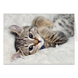 Surprised Kitten Birthday Greeting Cards
