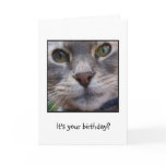 Surprized Cat, It's your birthday? Greeting Card