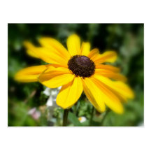 Surreal Black Eyed Susan Flower Post Card