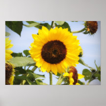 Sussex Sunflower Posters