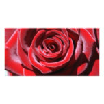Sustainable Love photo cards