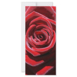 Sustainable Love rack cards
