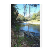 Suwannee River  Orginal photograph Postcard