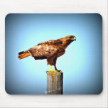 Swainson's Hawk Mouse Pads
