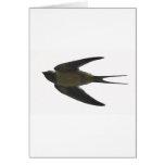 Swallow cards