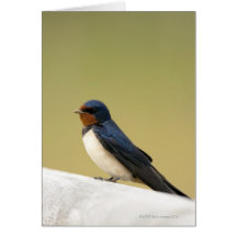 Swallow on a Wooden Ledge Greeting Cards