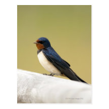 Swallow on a Wooden Ledge Postcards