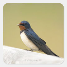 Swallow on a Wooden Ledge Stickers