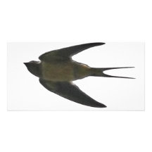 Swallow Photo Greeting Card
