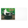 Swallow Pigeon:  Saxon Photo Cards