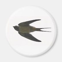 Swallow Refrigerator Magnet