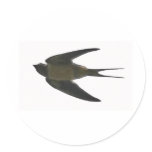 Swallow stickers