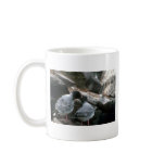 Swallow-Tailed Gulls, Courtship mugs