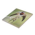 Swallow Tile