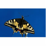 Swallowtail, butterfly acrylic cut outs