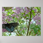 Swallowtail Butterfly and Lilac Bush posters