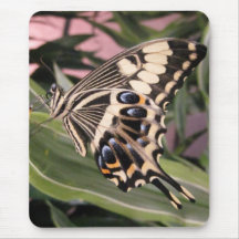Swallowtail Butterfly Mouse Pads
