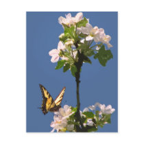 Swallowtail Butterfly on Apple Blossoms Postcards