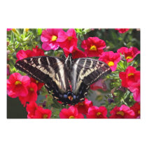 Swallowtail Butterfly on Flowers