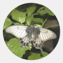 Swallowtail Butterfly Sticker