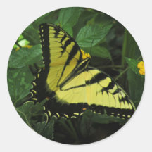 Swallowtail Butterfly Sticker
