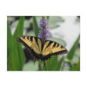 Swallowtail on Pickerel-weed Postcard
