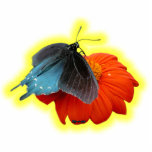 Swallowtail photo sculptures