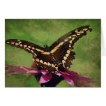 Swallowtail poised to fly cards