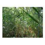 swamp grass post cards