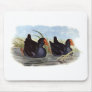Swamp Hen Mousepads