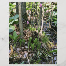 Swamp pink growing in a wetland habitat flyer design