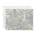 Swamp pink growing in a wetland habitat invitations