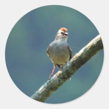 Swamp Sparrow sticker