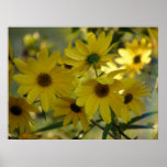 Swamp Sunflower 2 posters