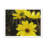 Swamp Sunflower 3 Post Card