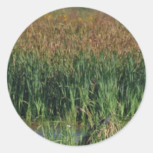 Swamps Reeds Stickers