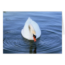 Swan #2 greeting card