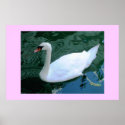 SWAN A SWIMMING posters