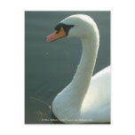 Swan [Adult] postcards