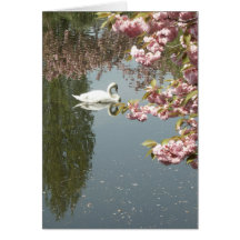 swan and pink blossoms greeting cards