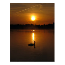 Swan and sunset postcards