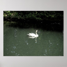 Swan at Bronx Zoo Poster