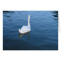 Swan at Hampton Court Palace, UK Cards