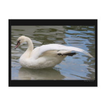 Swan Balance Postcard