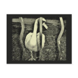 swan behind bars postcards