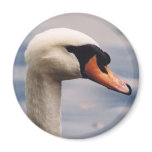 "Swan" Bird Photography Magnet